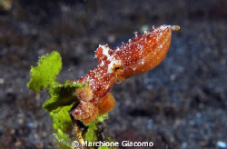 Blu ring new species. Nikon D200, 60 micro, twin strobo
... by Marchione Giacomo 